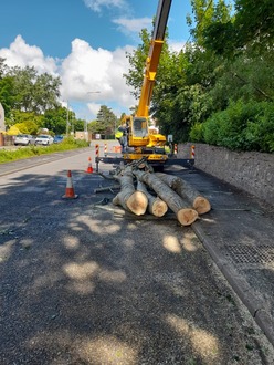 reduction_on_a_line_of_poplar_trees_near_a_school After