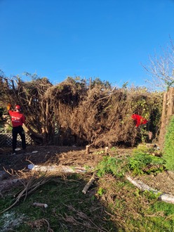 conifer_hedge_clearance After