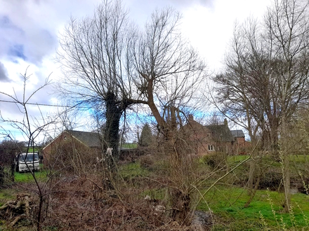 to_dismantle_3_large_willow_trees_in_malpas After