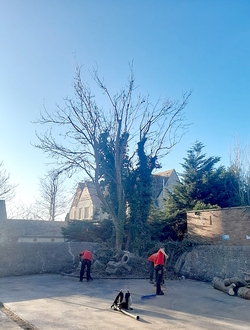 to_reduce_and_thin_out_a_poplar_tree_using_a_crane After