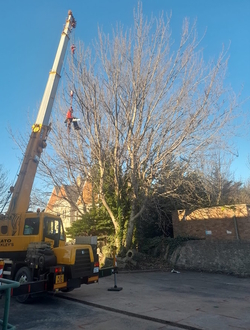to_reduce_and_thin_out_a_poplar_tree_using_a_crane After