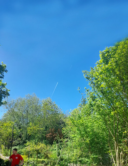 removal_of_ash_tree_and_dead_pine After