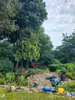 removal_of_conifers After