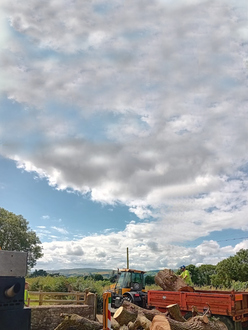 removal_of_roadside_tree_with_ash_dieback After