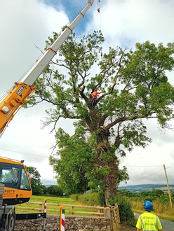 removal_of_roadside_tree_with_ash_dieback After