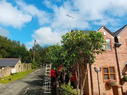 pruning_job_of_3_very_small_cherry_trees After