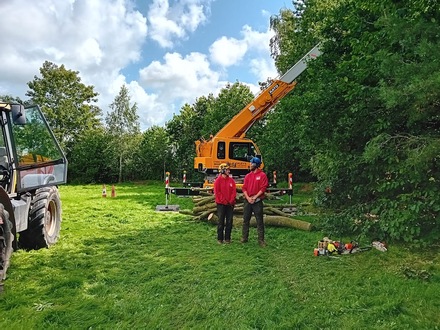 removal_of_a_large_beech_tree After