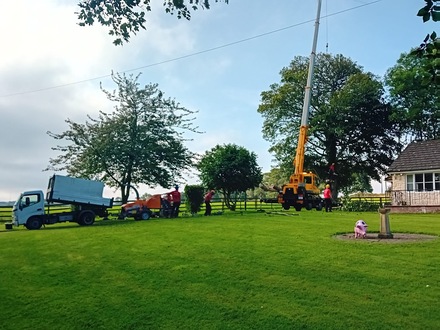 removal_of_a_large_beech_tree After