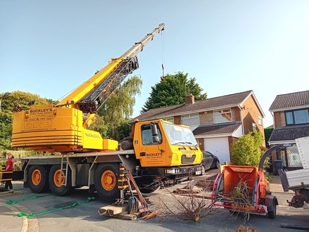 removal_of_conifers_from_land_locked_property After