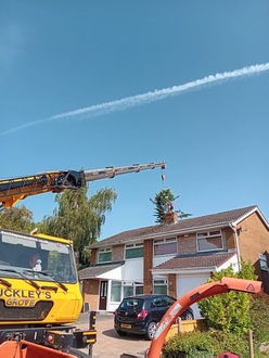 removal_of_conifers_from_land_locked_property After