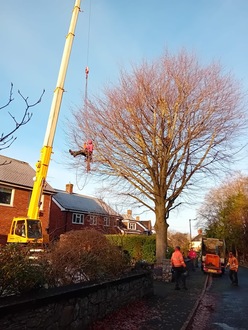 dismantling_beech_tree_stone_wall_reset After