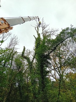 ash_dieback_takedown_and_removal After