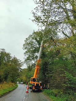 ash_dieback_takedown_and_removal After
