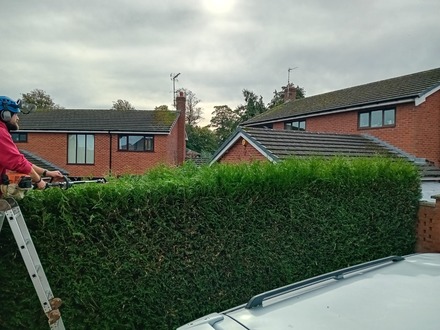 tidying_a_few_hedges After