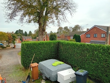 tidying_a_few_hedges After
