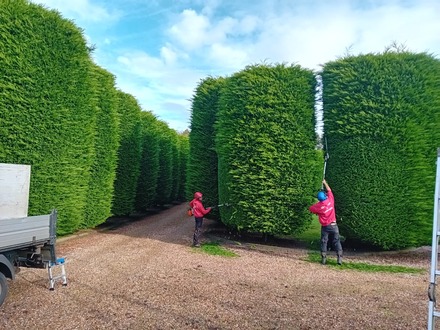 annual_trimming_of_ornamental_conifers After