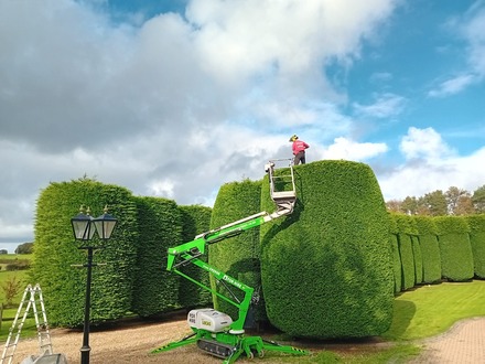 annual_trimming_of_ornamental_conifers After