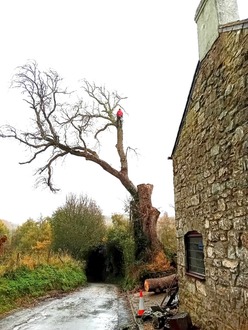 large_ash_dieback_dismantle After