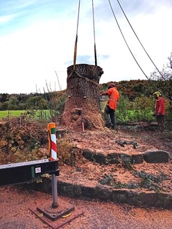 large_ash_dieback_dismantle After