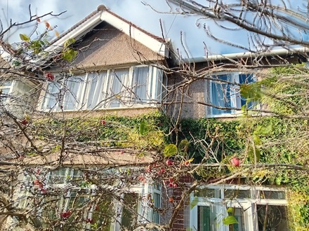not_our_usual_job_clearing_ivy After