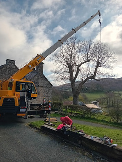 removal_of_diseased_branches_from_a_tree_with_ash_dieback After