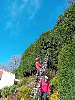 trimming_high_conifer_hedges After