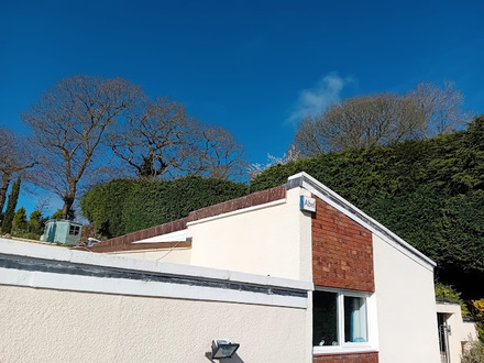 decade_long_high_conifer_hedge_cutting After