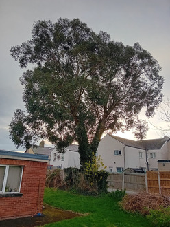 dismantle_removal_large_eucalyptus_tree After