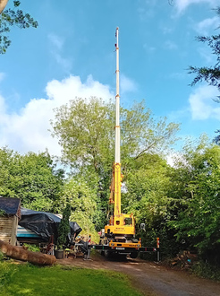 removal_of_large_infected_ash_die_back_tree After