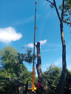 removal_of_large_infected_ash_die_back_tree After