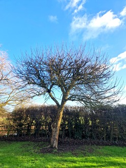 reduce_prune_thinning_and_shaping_of_5_trees After