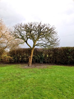 reduce_prune_thinning_and_shaping_of_5_trees After