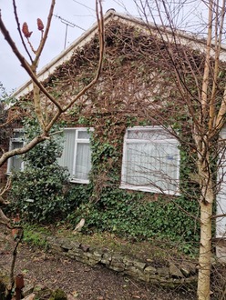 to_take_back_overgrown_ivy_to_10_inches After