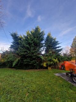 to_takedown_and_remove_a_line_of_conifers After