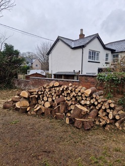 to_takedown_and_remove_a_line_of_conifers After
