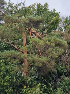 remove_a_broken_limb_on_a_scots_pine After