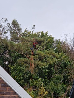 remove_a_broken_limb_on_a_scots_pine After