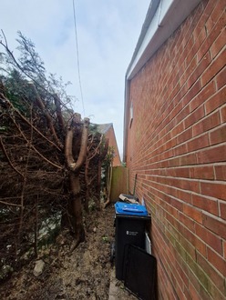 conifer_holly_and_ash_tree_removal After