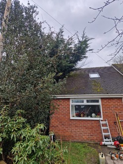 conifer_holly_and_ash_tree_removal After