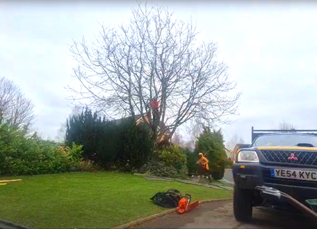 cherry_tree_takedown_and_removal After