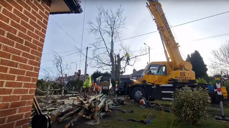 large_beech_tree_takedown_and_removal After