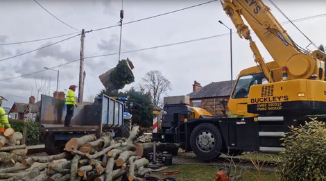 large_beech_tree_takedown_and_removal After