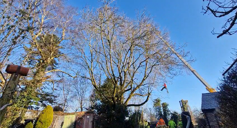 an_ash_tree_reduction After