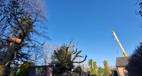 an_ash_tree_reduction After
