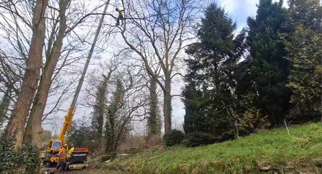 to_pollard_and_reduce_2_ash_and_2_alder_trees After