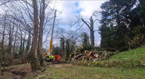 to_pollard_and_reduce_2_ash_and_2_alder_trees After