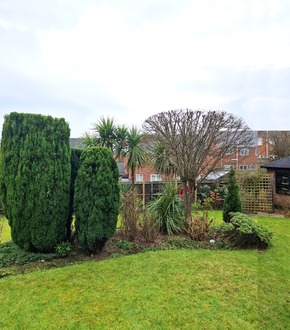 shaping_thinning_bushes_and_trees After