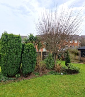 shaping_thinning_bushes_and_trees After