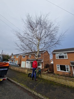 reducing_shaping_a_silver_birch_tree After