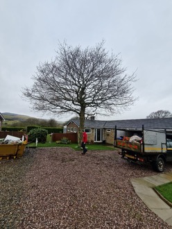 tree_thinning_fence_installation After